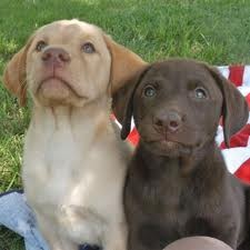 Mis 2 hermosos cachorros Mora y Zuma cuando aun eran cachorros